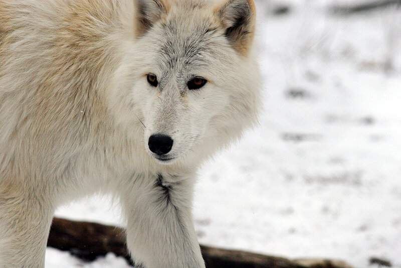 White Wolf in Snow — Calm, Winter, Photograph, Log