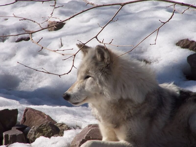 White Wolf in Snow — Calm, Winter, Photograph, Rocks