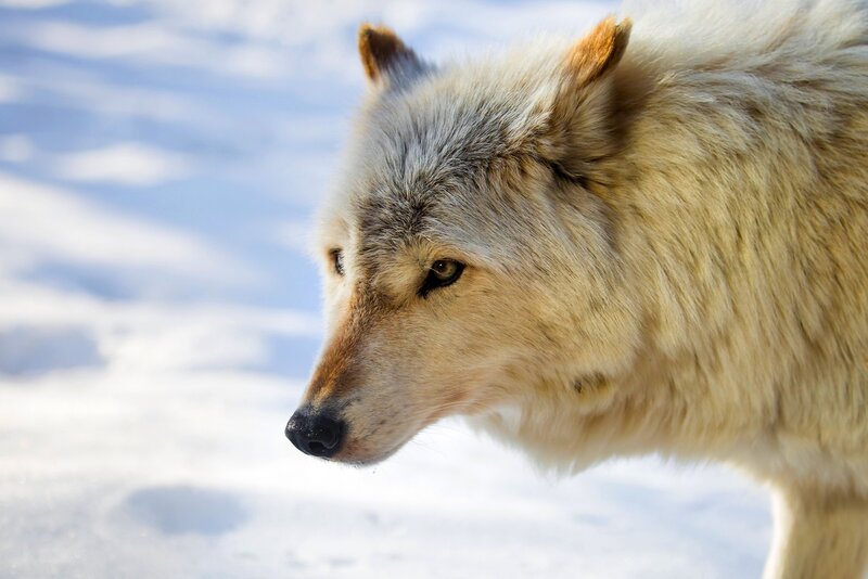 White Wolf in Snow — Calm, Winter, Photograph, Sky