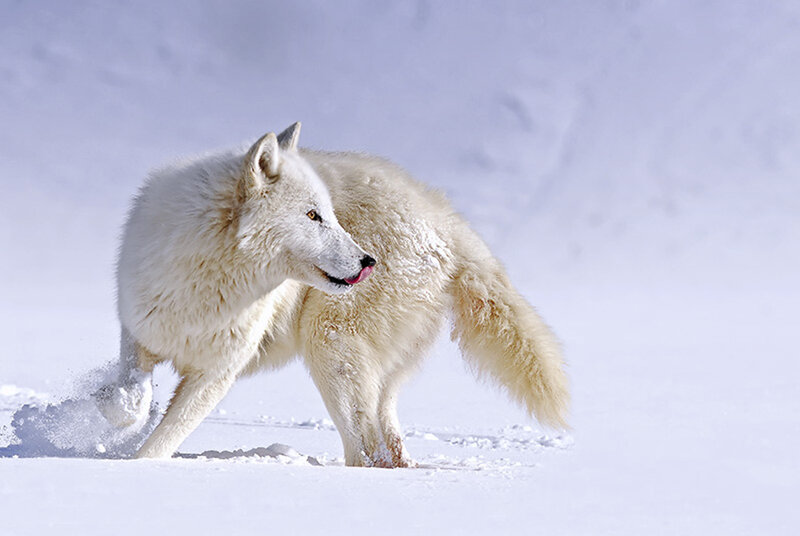 White Wolf in Snow — Calm, Winter, Photograph, Tail