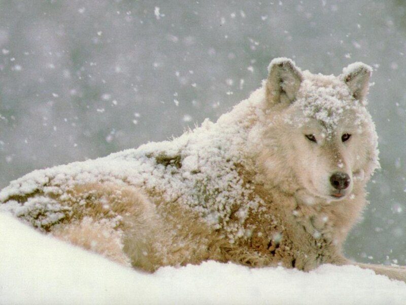 White Wolf in Snow — Calm, Winter, Photograph