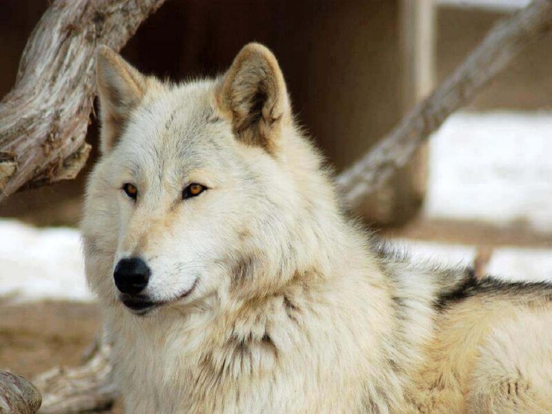 White Wolf in Snow — Calm, Winter, Photograph, Tree Branch