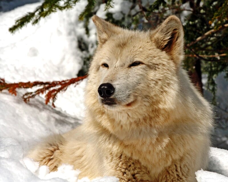 White Wolf in Snow — Calm, Winter, Photograph, Tree Branches