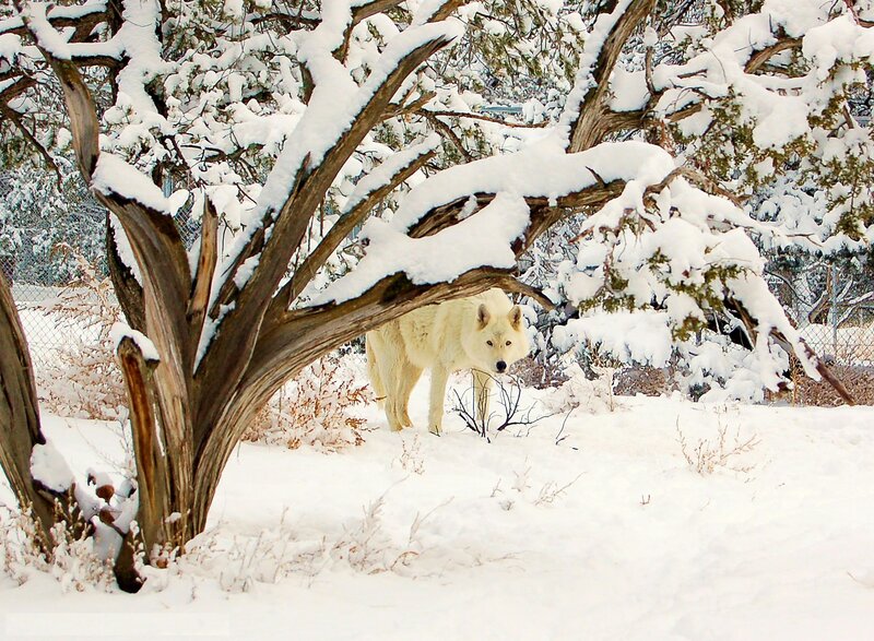 White Wolf in Snow — Calm, Winter, Photograph, Tree, Fence