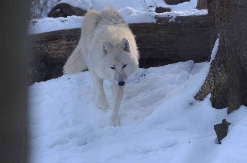 White Wolf in Snow — Calm, Winter, Photograph, Tree