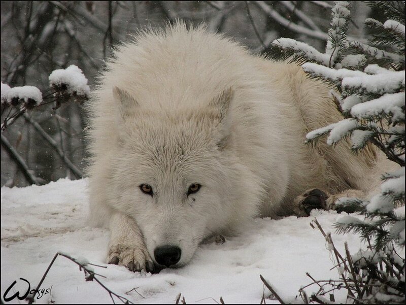 White Wolf in Snow — Calm, Winter, Photograph, Trees, Branches
