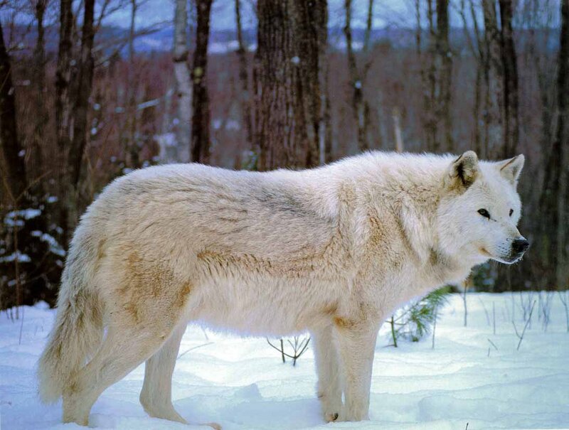 White Wolf in Snow — Calm, Winter, Photograph, Trees, Forest