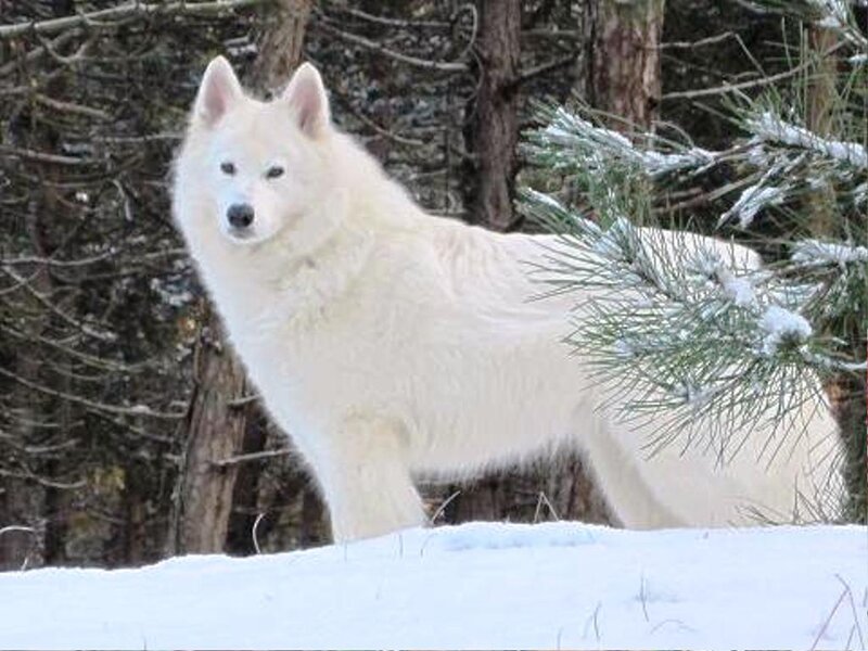 White Wolf in Snow — Calm, Winter, Photograph, Trees, Pine Branches