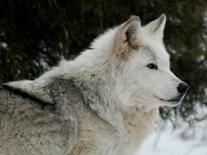 White Wolf in Snow — Calm, Winter, Photograph, Trees