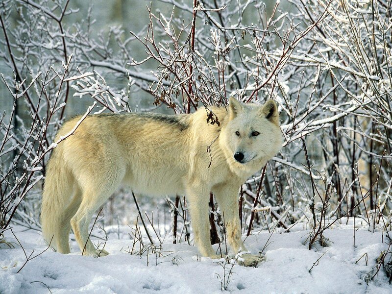 White Wolf in Snow — Calm, Winter