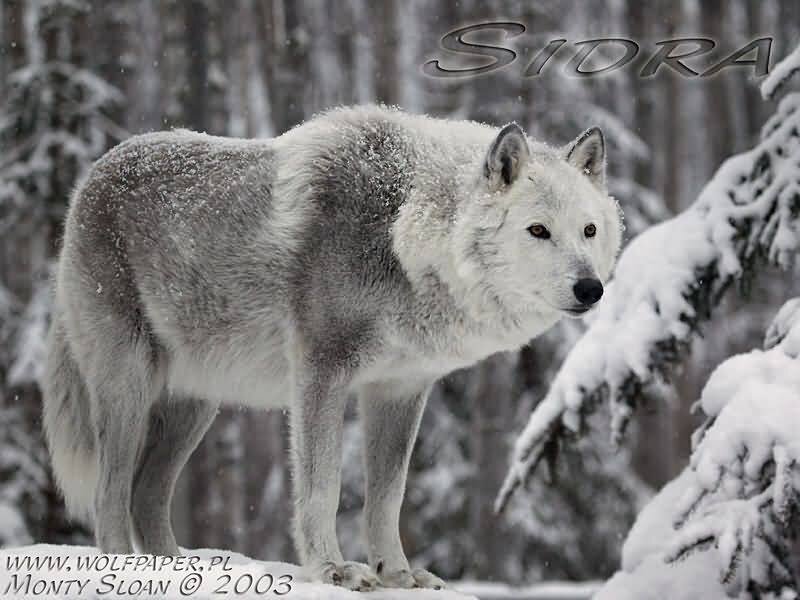 White Wolf in Snow — Cold