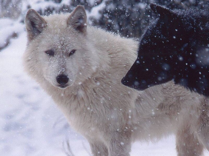 White Wolf in Snow — Cold, Winter, Photograph, Black Wolf