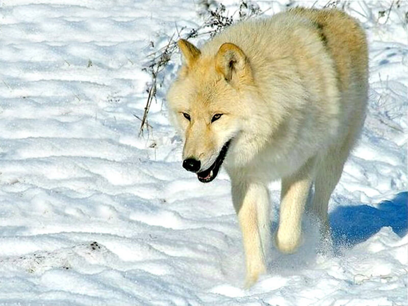 White Wolf in Snow — Cold, Winter, Photograph, Branches