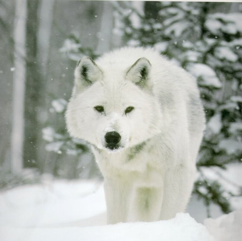 White Wolf in Snow — Cold, Winter, Photograph