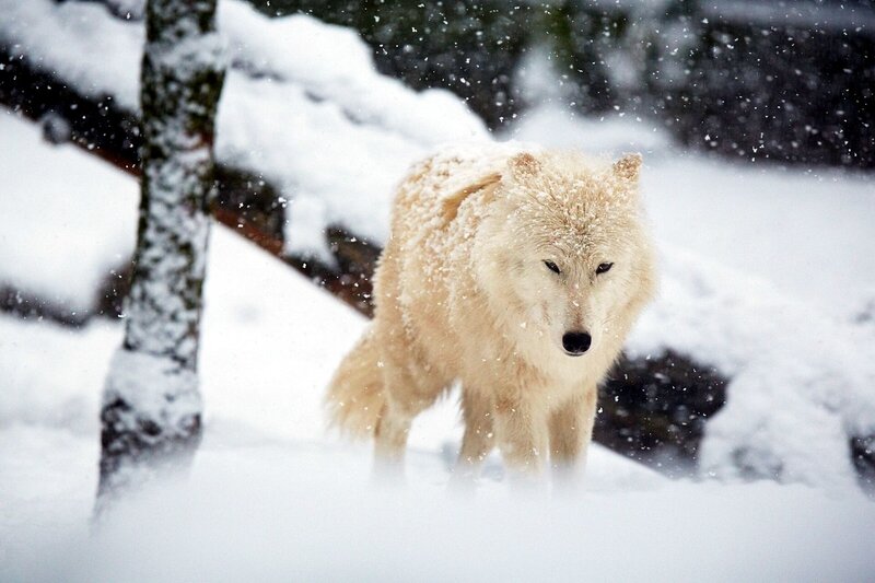 White Wolf in Snow — Cold, Winter, Photograph, Tree