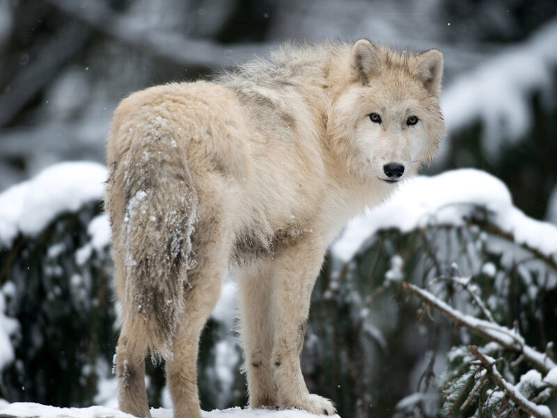 White Wolf in Snow — Cold, Winter, Photograph, Trees, Forest