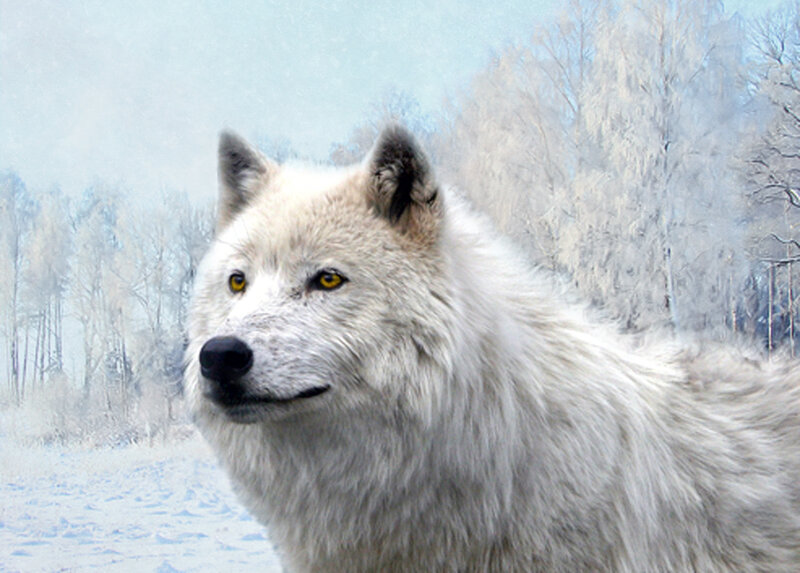 White Wolf in Snow — Cold, Winter, Photograph, Trees