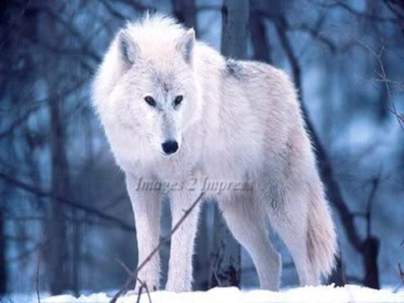 White Wolf in Snow — Cold, Winter