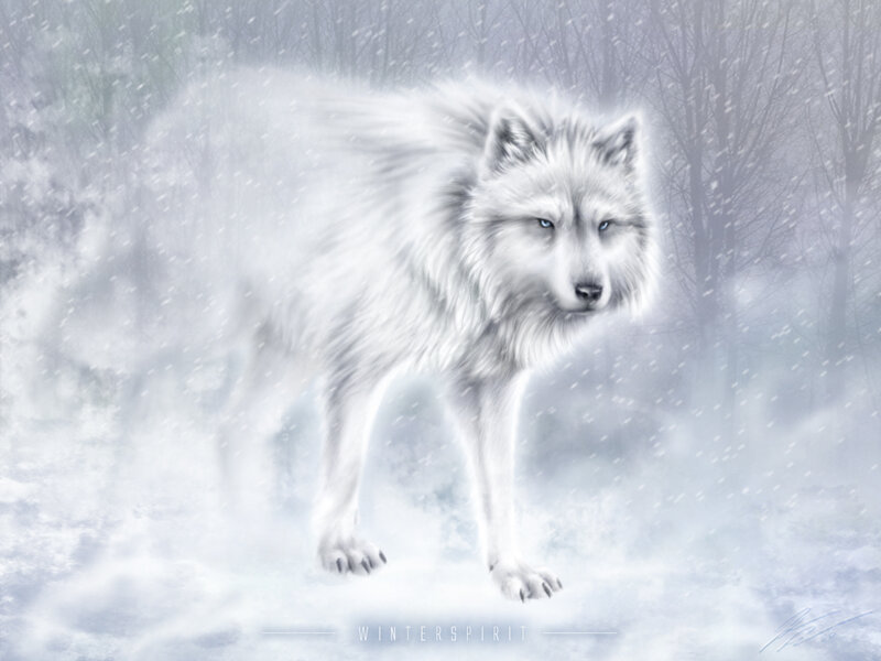 White Wolf in Snow — Dramatic