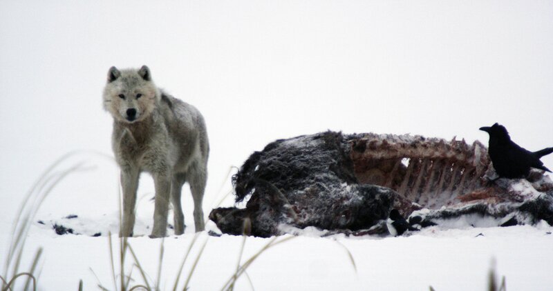 White Wolf in Snow — Dramatic, Winter, Photograph, Carcass