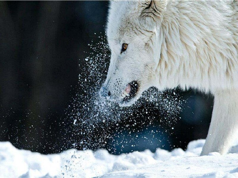 White Wolf in Snow — Dramatic, Winter, Photograph, Forest