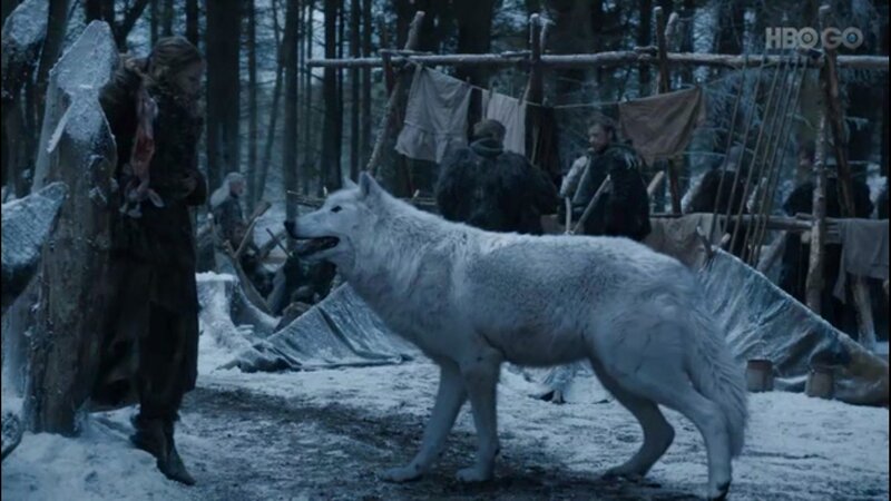 White Wolf in Snow — Dramatic, Winter, Photograph, Person
