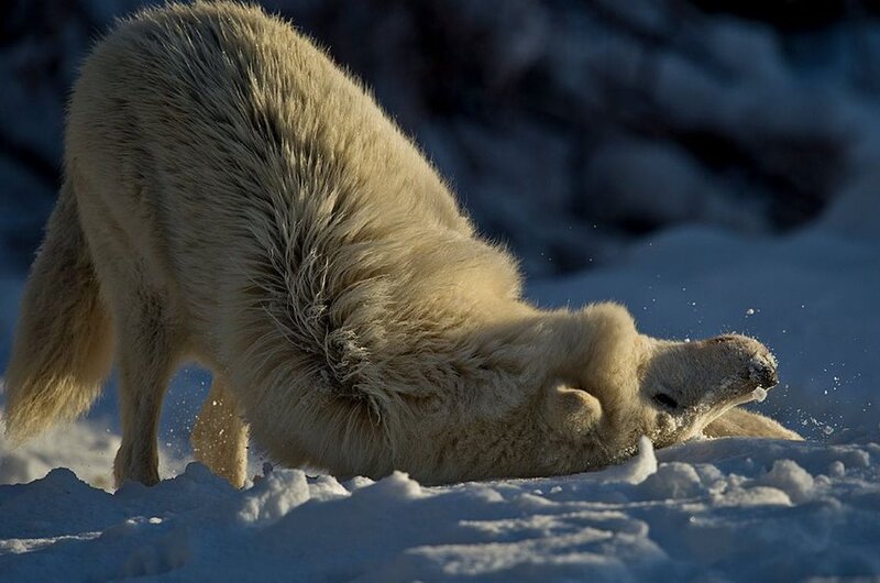 White Wolf in Snow — Dramatic, Winter, Photograph, Sunlight