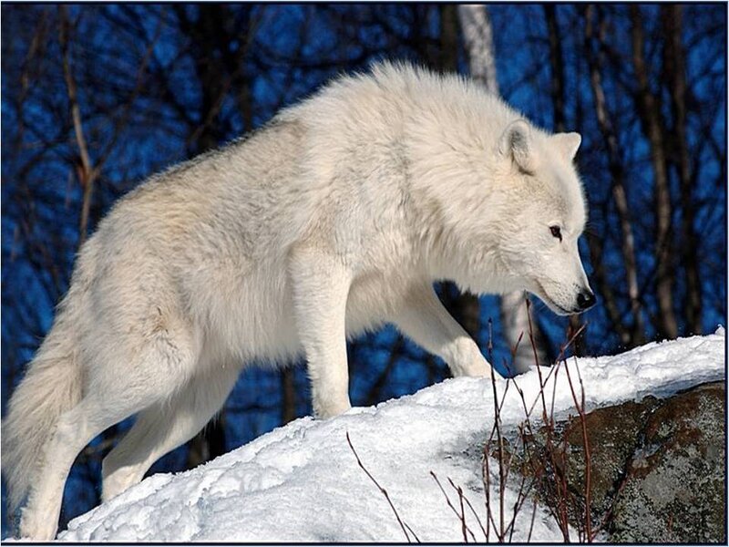 White Wolf in Snow — Dramatic, Winter, Photograph