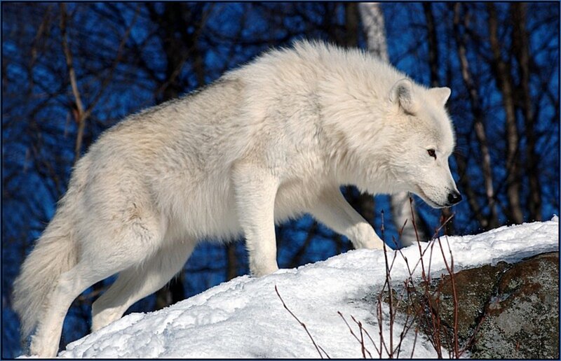 White Wolf in Snow — Dramatic, Winter, Photograph, Trees, Rock