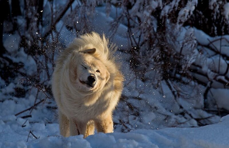 White Wolf in Snow — Dramatic, Winter, Photograph, Trees