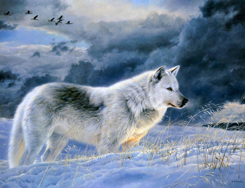 White Wolf in Snow — Dramatic, Winter