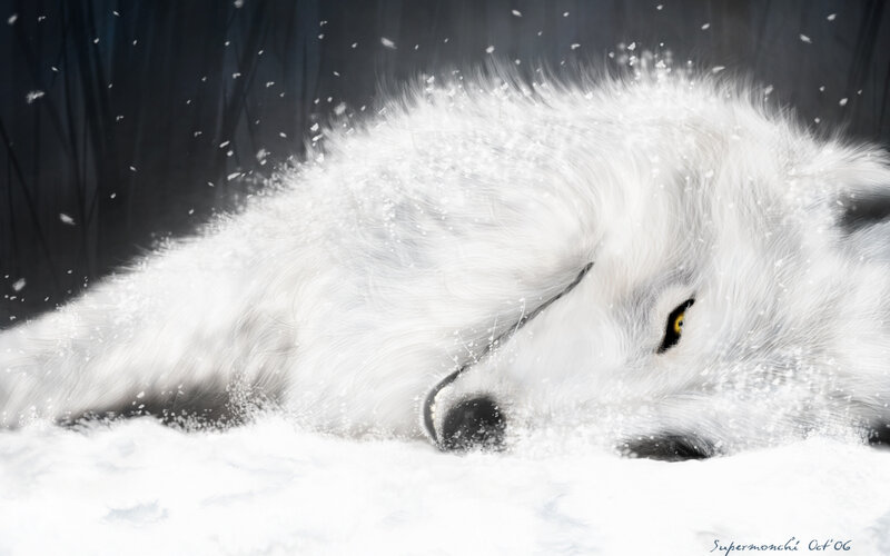 White Wolf in Snow — Eyes