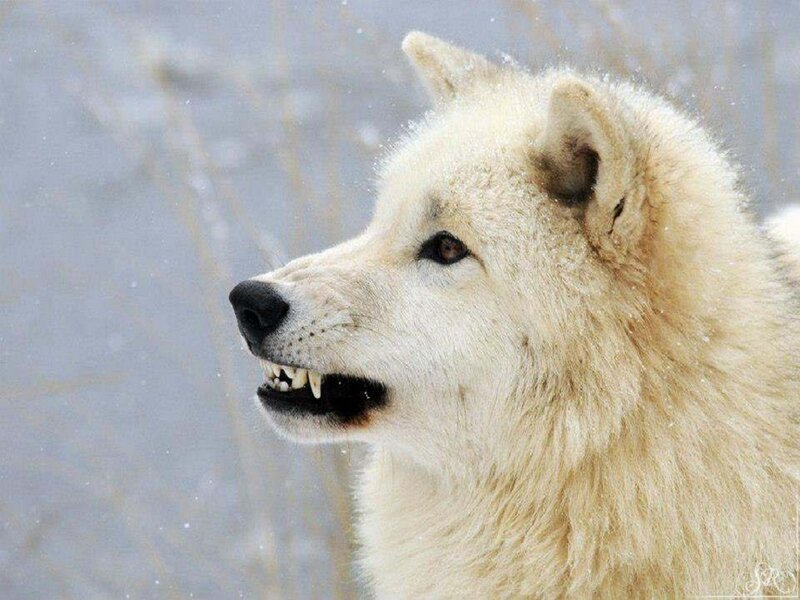 White Wolf in Snow — Intense