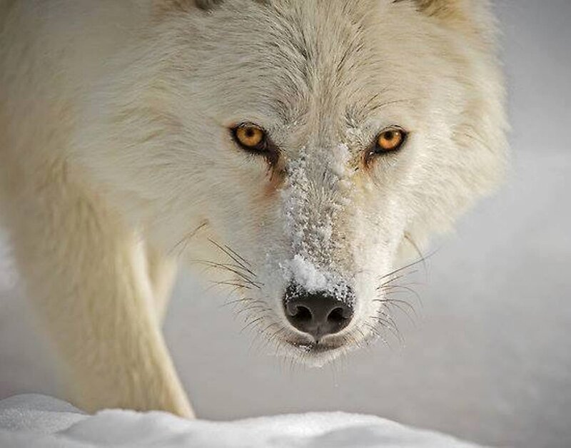 White Wolf in Snow — Intense, Winter, Photograph, Eyes