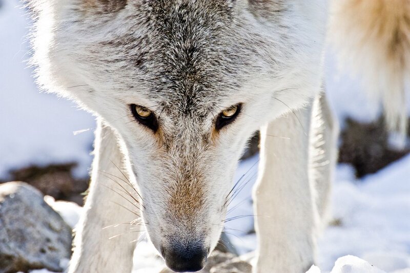 White Wolf in Snow — Intense, Winter, Photograph
