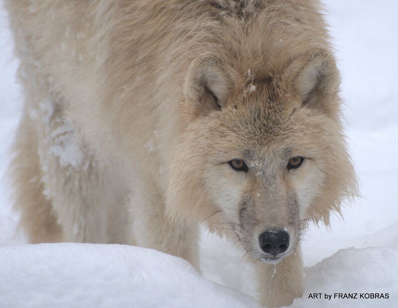 White Wolf in Snow — Intense, Winter