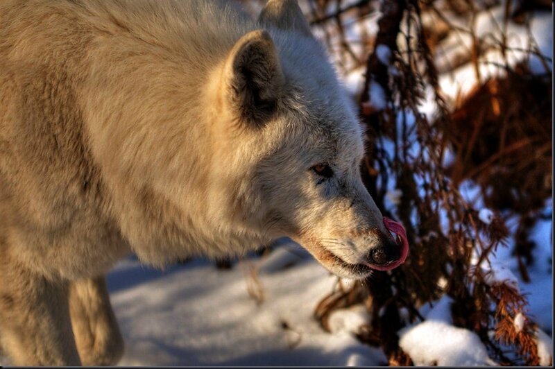 White Wolf in Snow — Natural
