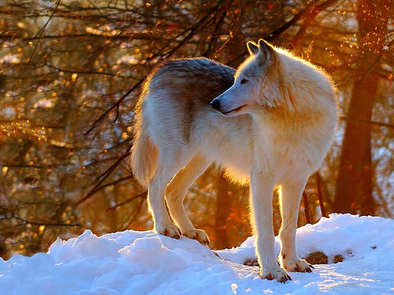 White Wolf in Snow — Serene, Sunset