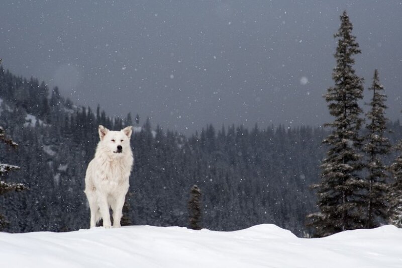 White Wolf in Snow — Serene