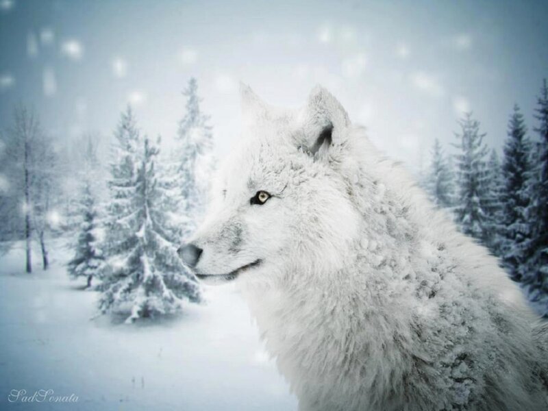 White Wolf in Snow — Serene, Winter, Digital Art, Trees, Forest