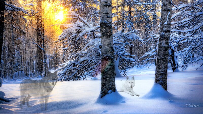 White Wolf in Snow — Serene, Winter, Digital Art, Trees