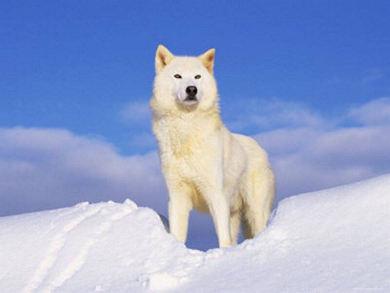 White Wolf in Snow — Serene, Winter, Photograph, Sky