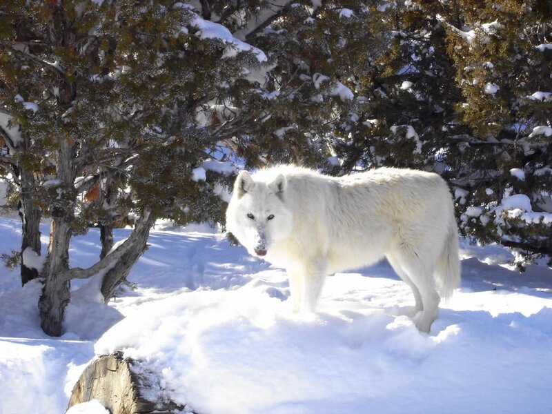 White Wolf in Snow — Serene, Winter, Photograph