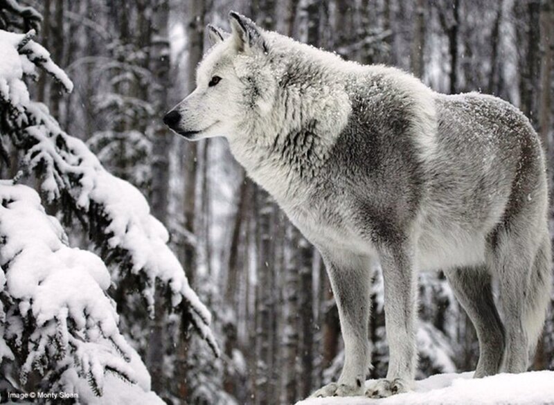 White Wolf in Snow — Serene, Winter, Photograph, Trees, Forest