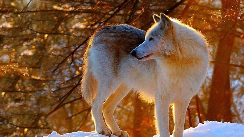 White Wolf in Snow — Serene, Winter, Photograph, Trees, Sunlight