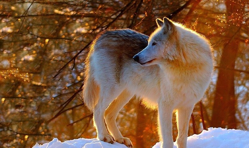White Wolf in Snow — Serene, Winter, Photograph, Trees
