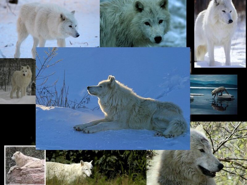 White Wolf in Snow — Serene, Winter, Photograph, Trees, Water