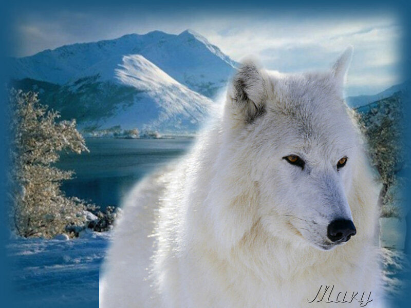 White Wolf in Snow — Serene, Winter