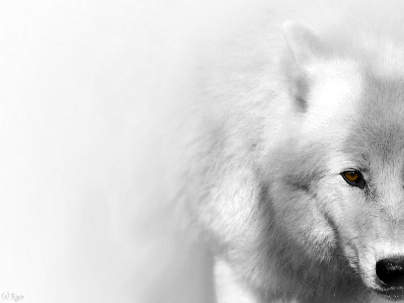 White Wolf in Snow — Serious