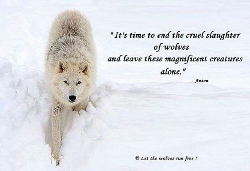 White Wolf in Snow — Serious, Winter